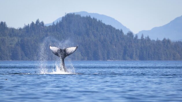 Observation des baleines à Vancouver
