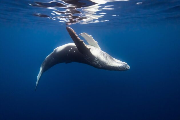 Observation des baleines au large de Tahiti