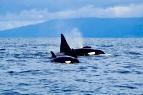 Observation des baleines aux Açores