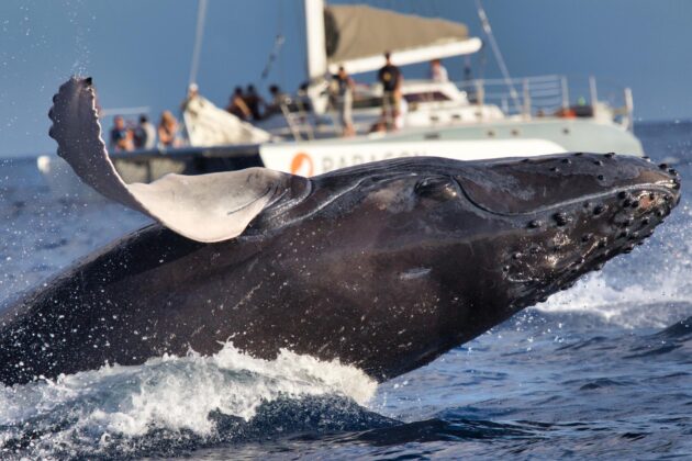 Observation des baleines dans la baie de Monterey