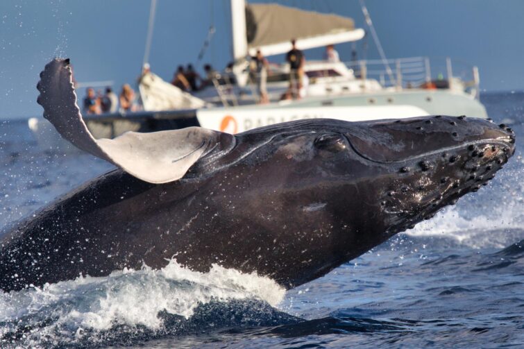 Observation des baleines dans la baie de Monterey