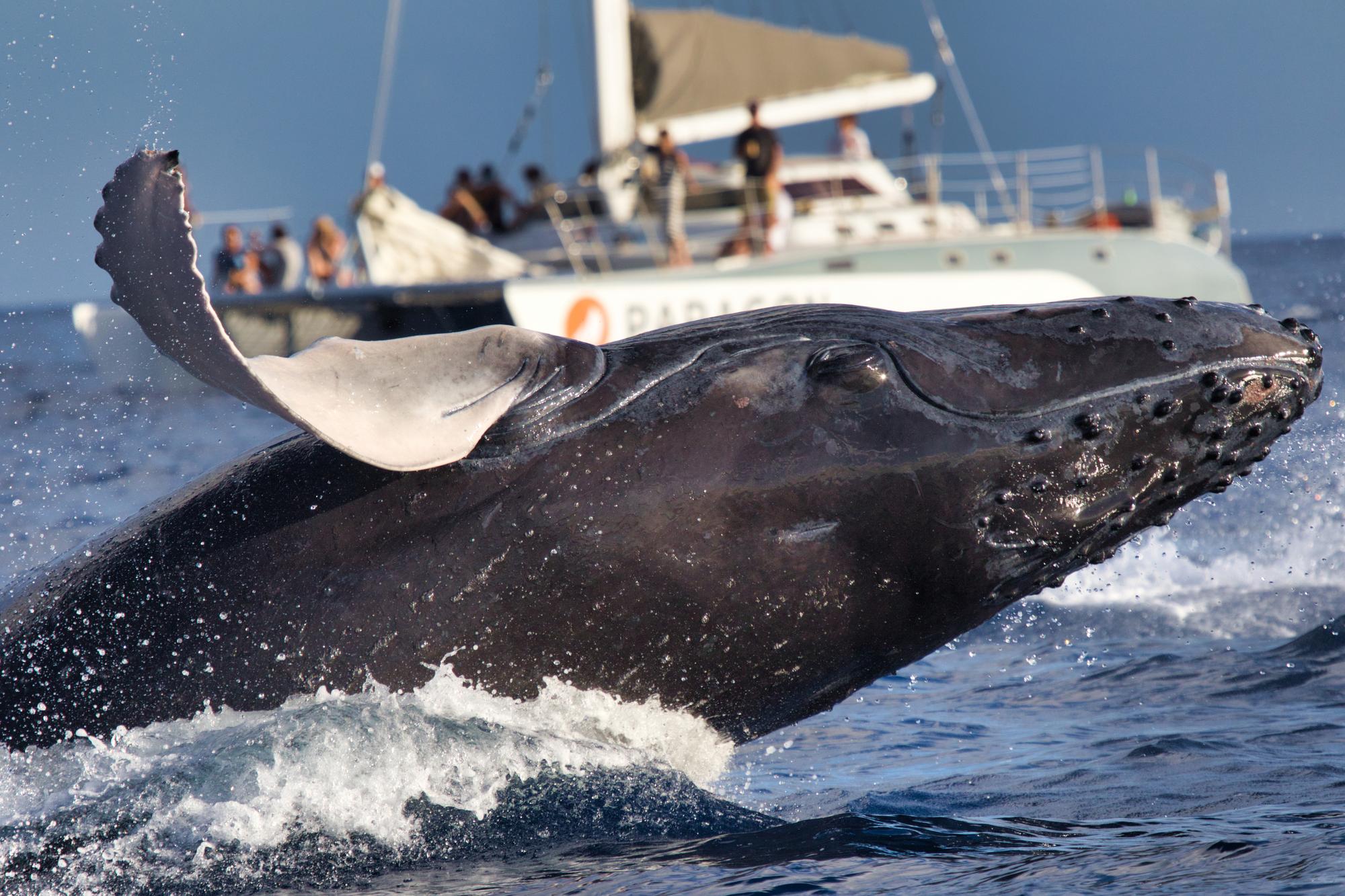 Observation des baleines dans la baie de Monterey
