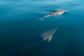 Observation des dauphins à Malaga