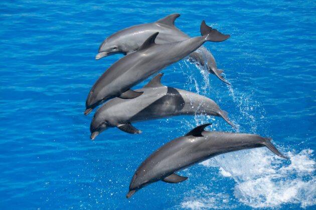 Observation des dauphins à Miami
