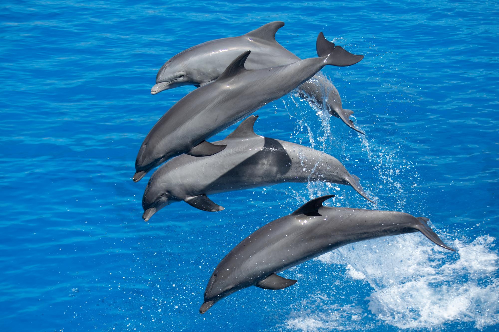 Observation des dauphins à Miami