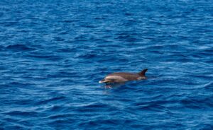 Observation des dauphins en Martinique
