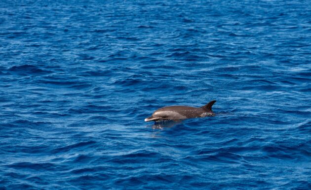 Observation des dauphins en Martinique