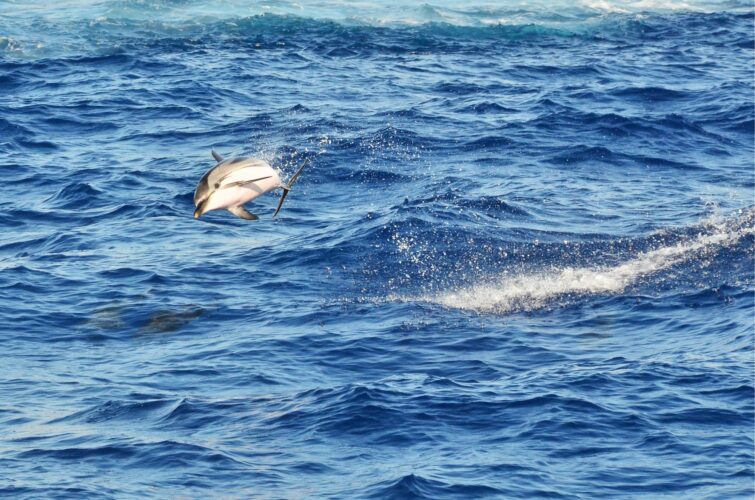 Observation des dauphins en Sicile, Italie