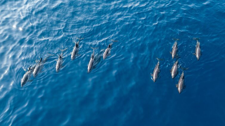 Observation des dauphins et baleines à La Réunion