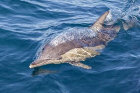 Observation des dauphins et des baleines à Auckland, Australie