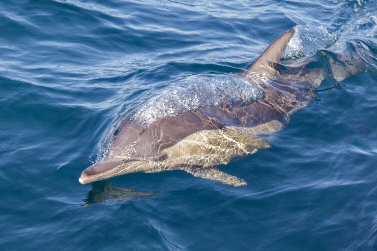 Observation des dauphins et des baleines à Auckland, Australie