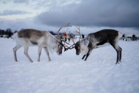Observation des rennes à Tromsø, Norvège