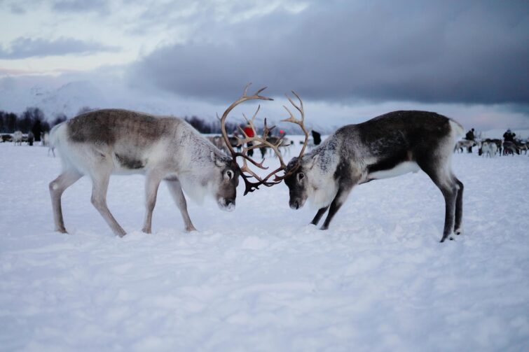 Observation des rennes à Tromsø, Norvège