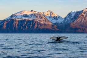 Observation d'une baleine à bosse en Norvège