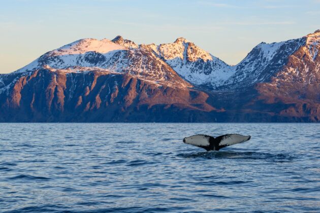 Observation d'une baleine à bosse en Norvège