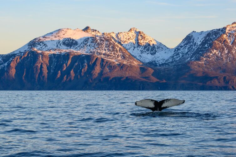 Observation d'une baleine à bosse en Norvège