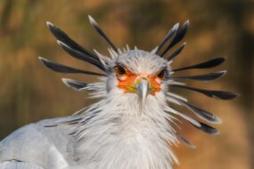 Oiseau, Zoo de Cerza, Normandie