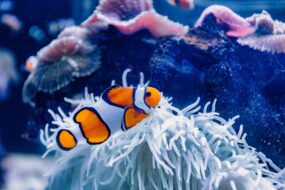Palma Aquarium, Majorque