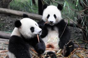 Pandas au zoo de Shangai