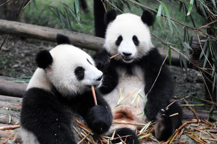 Pandas au zoo de Shangai