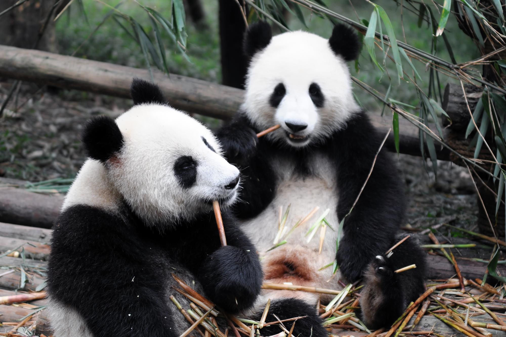 Pandas au zoo de Shangai