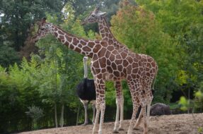 Parc animalier de La Barben en Provence