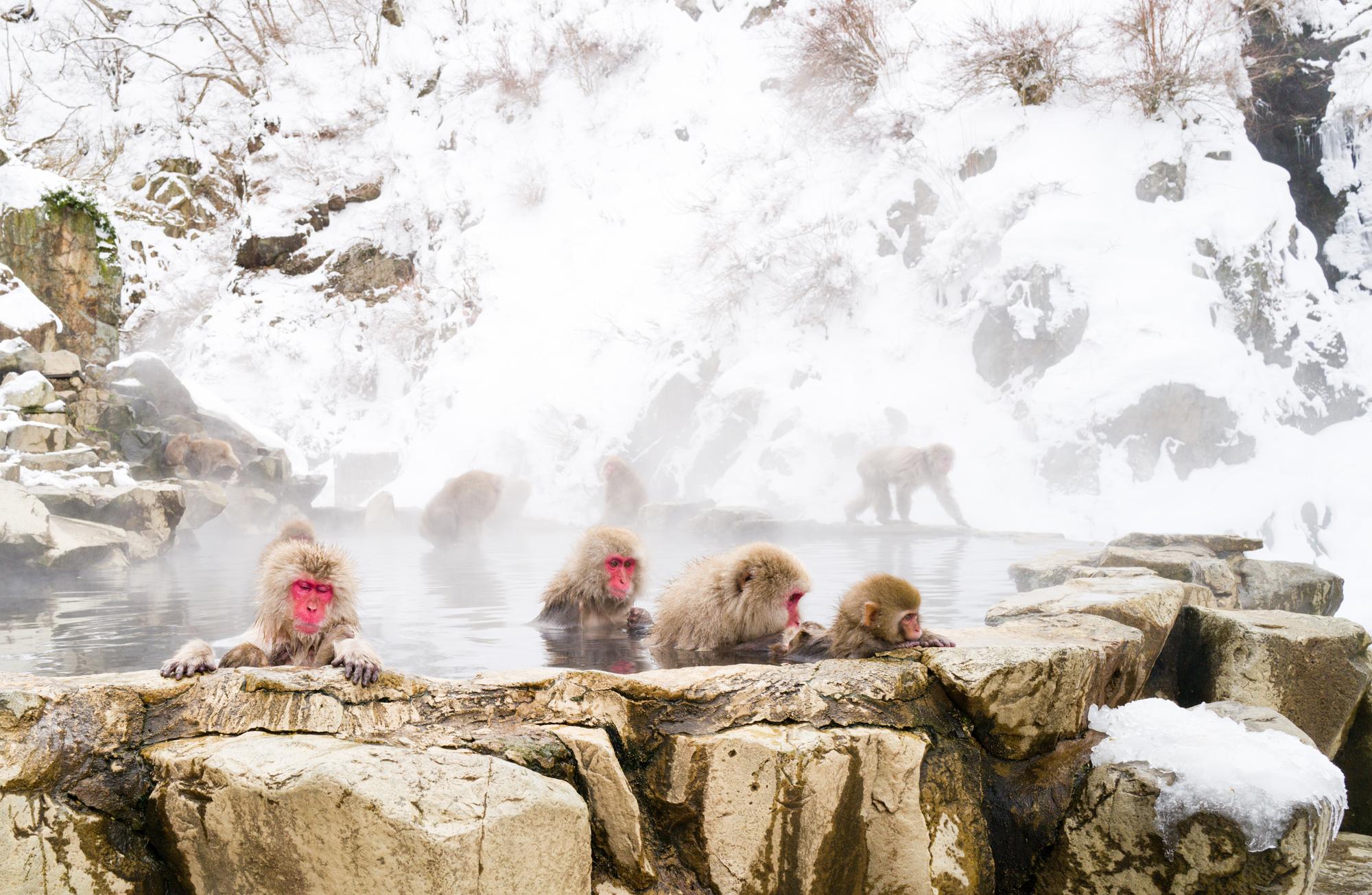 Parc des Singes Jigokudani