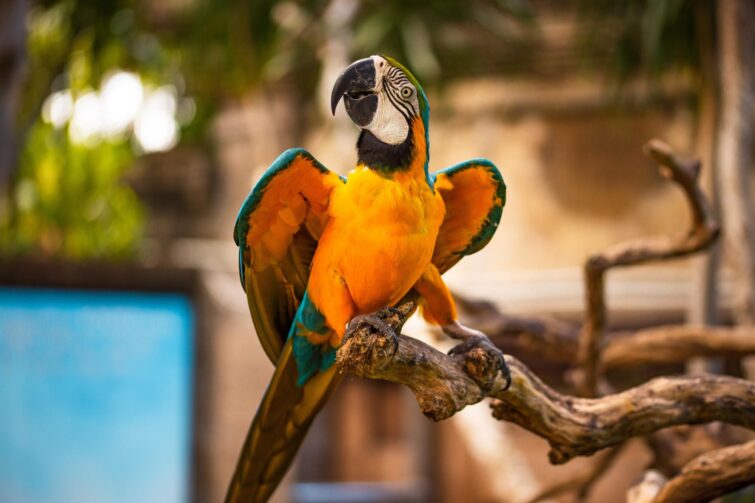 Perroquet au Parc ornithologique de Bali