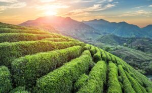 Plantation de thé vert à Hangzhou, Chine, au lever du soleil