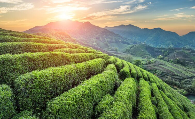 Plantation de thé vert à Hangzhou, Chine, au lever du soleil
