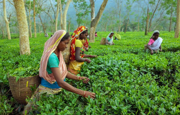 Récolte de thé par des femmes dans les jardins d'Assam, Inde