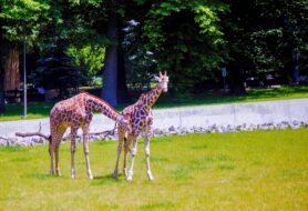 Un couple de girafes au zoo de Cracovie