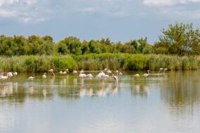 Un safari en Camargue permet d'observer les flamants roses