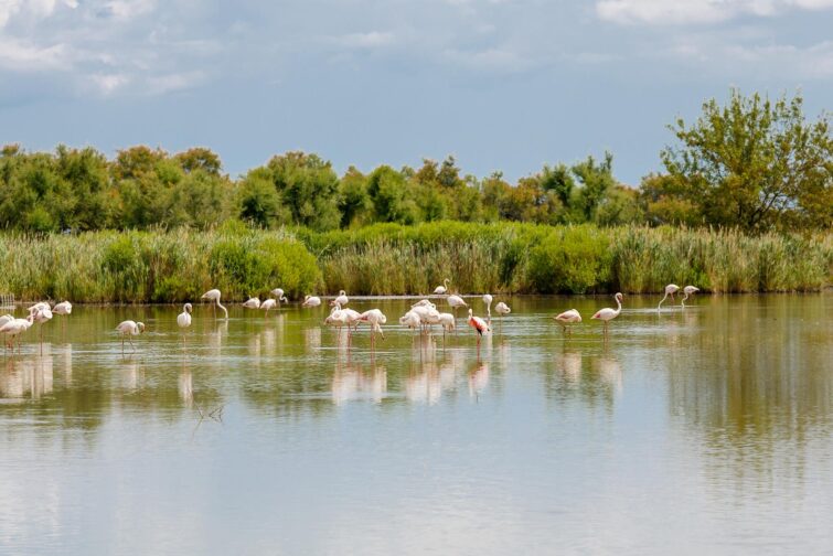 Un safari en Camargue permet d'observer les flamants roses