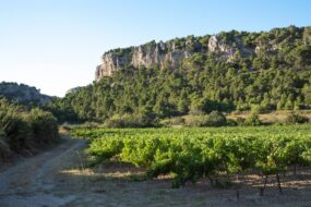 Vignobles du massif de la Clape près de Narbonne