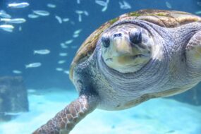 Visite de l'Aquarium de Biarritz