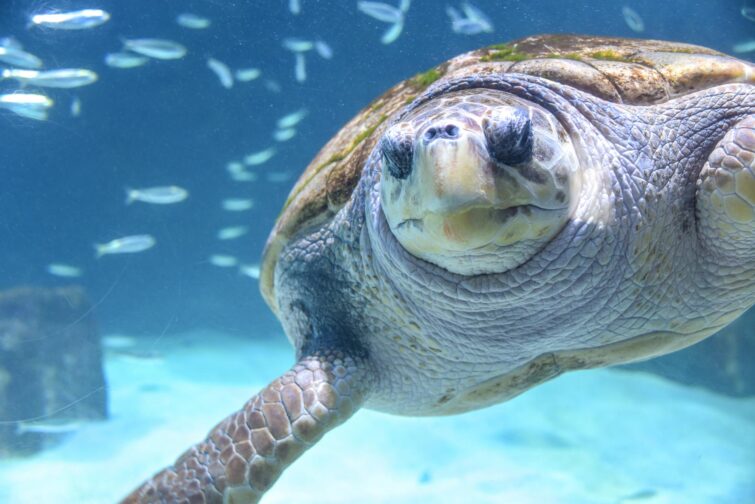 Visite de l'Aquarium de Biarritz