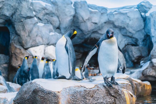 Visite du Calgary Zoo au Canada