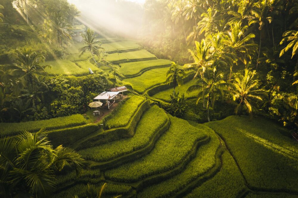 Vue aérienne des rizières de Tegallalang à Ubud