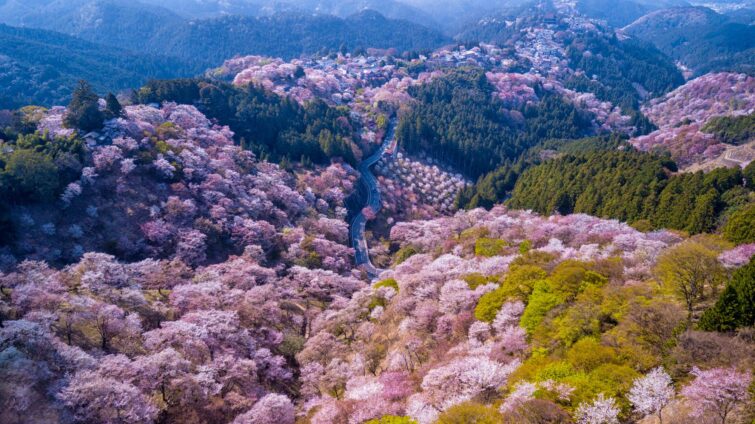 Vue aérienne du Mont Yoshino au Japon couvert de cerisiers en fleurs