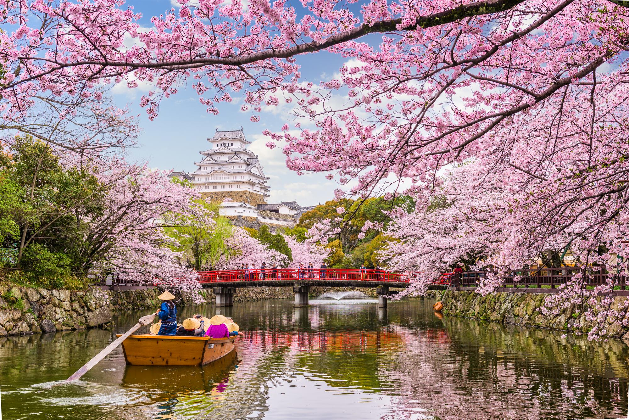 Vue aérienne du mont Yoshino couvert de cerisiers en fleurs au Japon