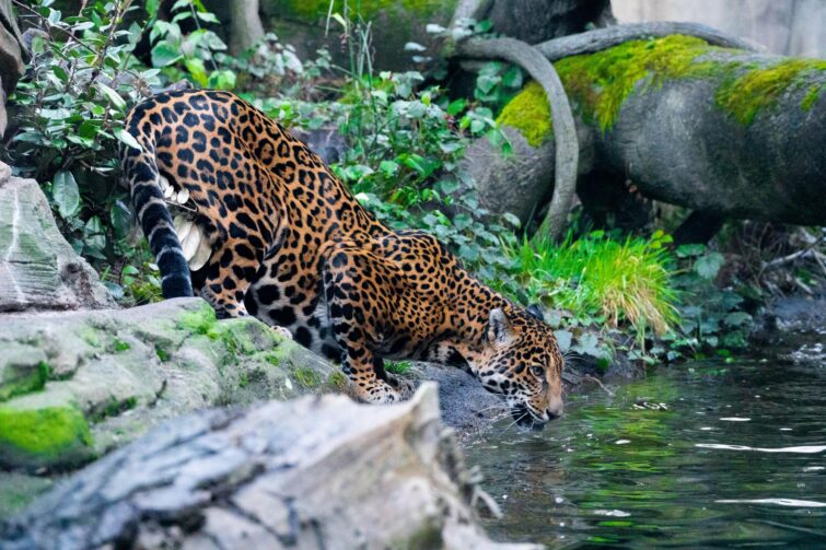 Woodland Park Zoo