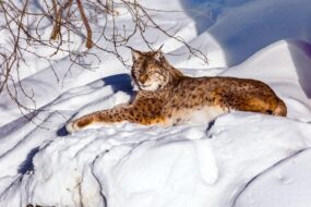 Zoo de Ranua, Finlande