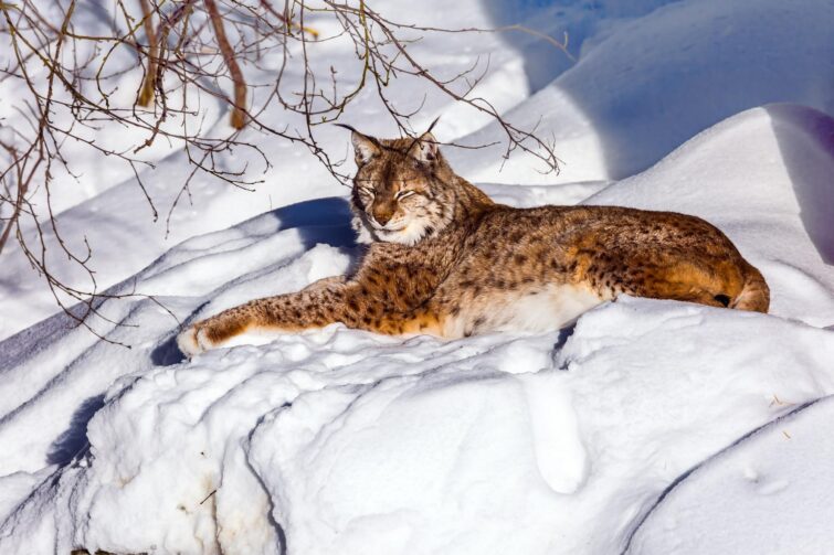 Zoo de Ranua, Finlande