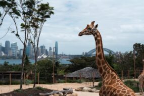 Zoo de Taronga à Sydney