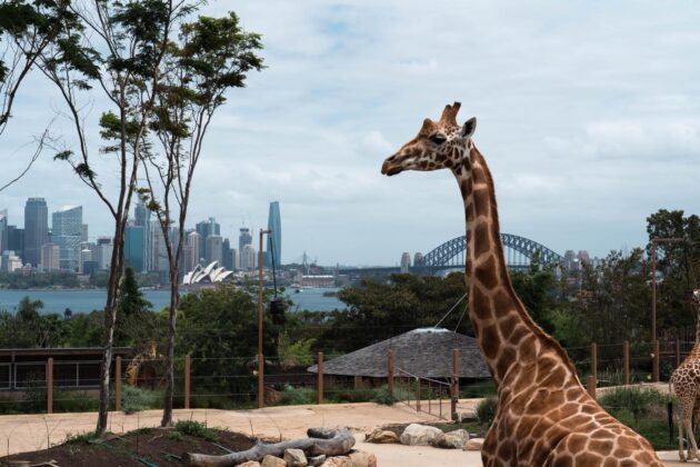 Zoo de Taronga à Sydney