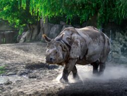 Zoo de Varsovie,Pologne