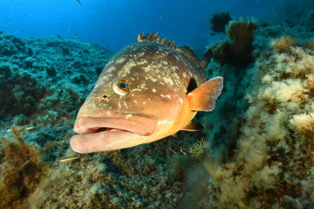 mérou observé lors d'une plongée sous-marine à Port-Cros