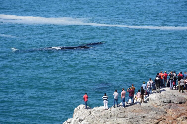 observation de baleine à Hermanus depuis la côte
