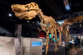 squelette de Tarbosaurus bataar au Melbourne Museum